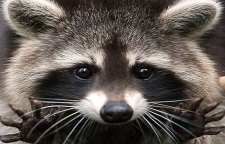 راکون حیوان خانگی