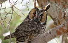 جغد شاخ دار