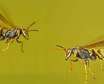 زنبورهای کاغذی از توانایی استدلال برخوردار هستند