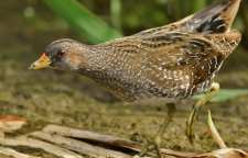 یلوه ی خالدار