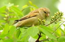 گنجشک خانگی یا گنجشک شهری