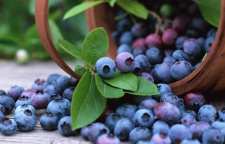 خواص و فواید بی شمار میوه بلوبری