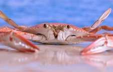 خرچنگ نوعی حیوان خانگی که در برخی کشورها به عنوان غذا استفاده می شود