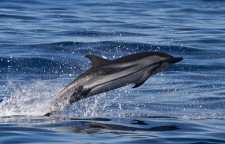 دلفین راه راه