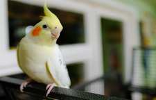 عروس هلندی نوعی از حیوان خانگی زیبا و ظاهر آن