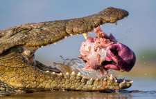 خوراک کروکودیل و تمساح ها حیوانات خانگی بزرگ