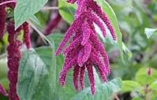 معرفی گل آمارانتوس