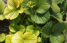 دلایل زرد شدن برگ گیاهان آپارتمانی