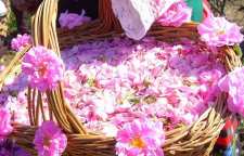 فواید و مضرات استفاده از گل محمدی