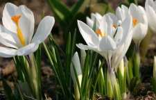 معرفی گل حسرت