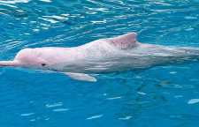 دلفین گوژ پشت