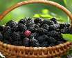 توت سیاه میوه ای پر خاصیت