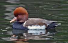 اردک تاجدار