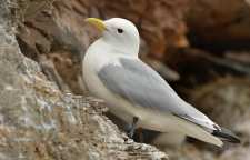 کاکایی پاسیاه