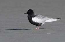 پرستو دریایی بال سفید