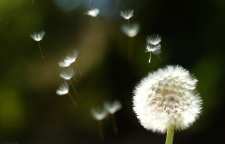 شعر زیبای قاصدک از مهدی اخوان ثالث شاعر معاصر