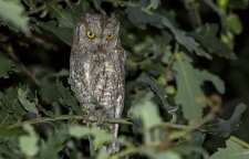 آشنایی با ویژگی های مرغ حق