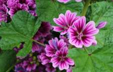 خواص و مضرات گیاه پنیرک