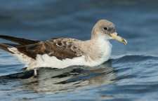 کبوتر دریایی مدیترانه