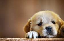 کاربرد و داستان ضرب المثل مثل سگ پشیمان است