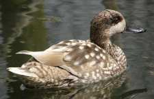 اردک مرمری اردکی که نر و ماده ی آن همشکل اند