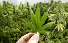 مصرف ماری جوانا در بارداری