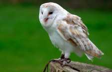 مشخصات و ویژگی های جغد سفید