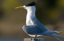 مشخصات پرستو دریایی کاکلی