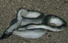 مار دریایی افعی شکل