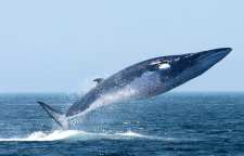 نهنگ باله پشتی بزرگترین موجود زنده روی زمین بعد از نهنگ آبی