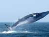 نهنگ باله پشتی بزرگترین موجود زنده روی زمین بعد از نهنگ آبی