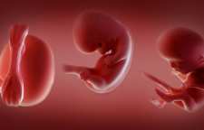 مراحل لقاح و شکل گیری جنین