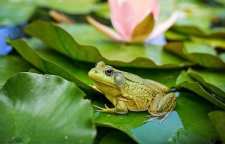 قورباغه نوعی حیوان خانگی دوزیست