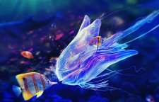 عروس دریایی گونه ای حیوان خانگی که برای خوابیدن به مغز نیاز ندارد