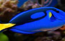 بلوتانگ آبی نوعی ماهی آکواریومی زیبا