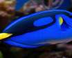 بلوتانگ آبی نوعی ماهی آکواریومی زیبا