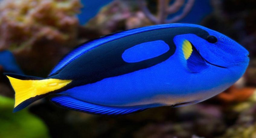بلوتانگ آبی نوعی ماهی آکواریومی زیبا