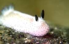 خرگوش دریایی نوعی حیوان خانگی عجیب