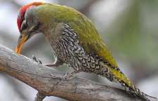 مشخصات دارکوب سبز شکم پولکی