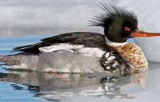 اردک ماهی خوار کاکلی با پروازی سریع