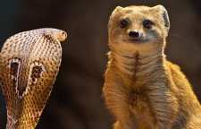 کاربرد و داستان ضرب المثل یک لحظه غفلت یک عمر پشیمانی