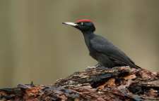 پرنده زیبای دارکوب سیاه