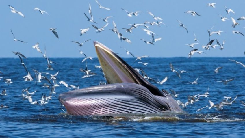 نهنگ براید با طول عمر 72 سال