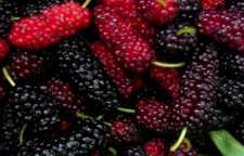 آموزش درست کردن رژ لب طبیعی خانگی با توت