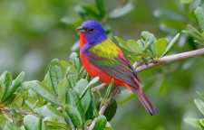 حکایت خواندنی پرنده و صیاد