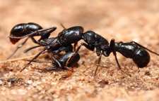 مورچه حیوان خانگی شگفت انگیز و حیرت آور