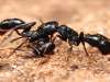 مورچه حیوان خانگی شگفت انگیز و حیرت آور