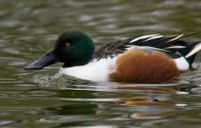 اردک نوک پهن اردکی با منقار بیل مانند