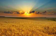 داستان و کاربرد ضرب المثل وای به حال شما که جوال جوال میبرید