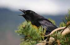 داستان و کاربرد ضرب المثل اگر تو کلاغی من بچه کلاغم